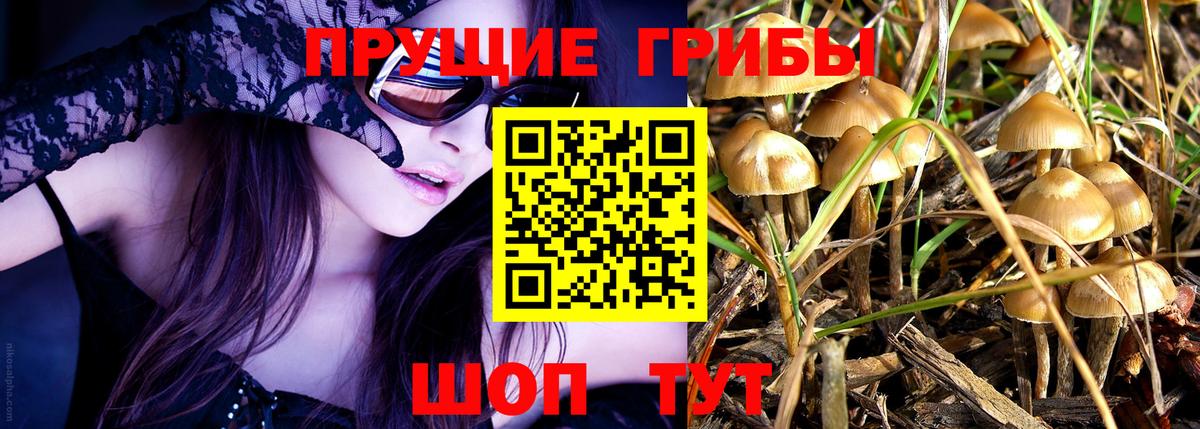 Псилоцибиновые грибы Cubensis  Псилоцибиновые грибы мицелий  Горячий Ключ 